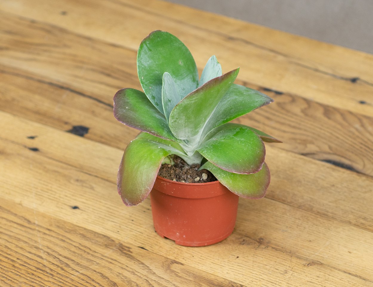 Каланхоэ thyrsiflora