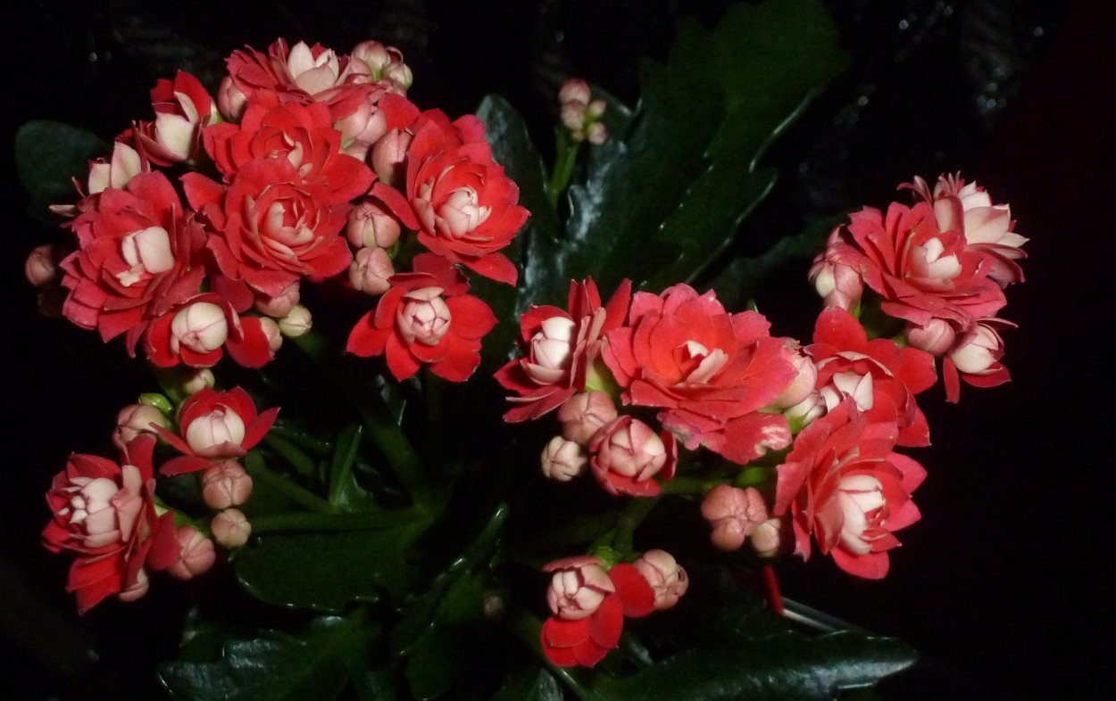 Каланхоэ Блоссфельда оранжевый