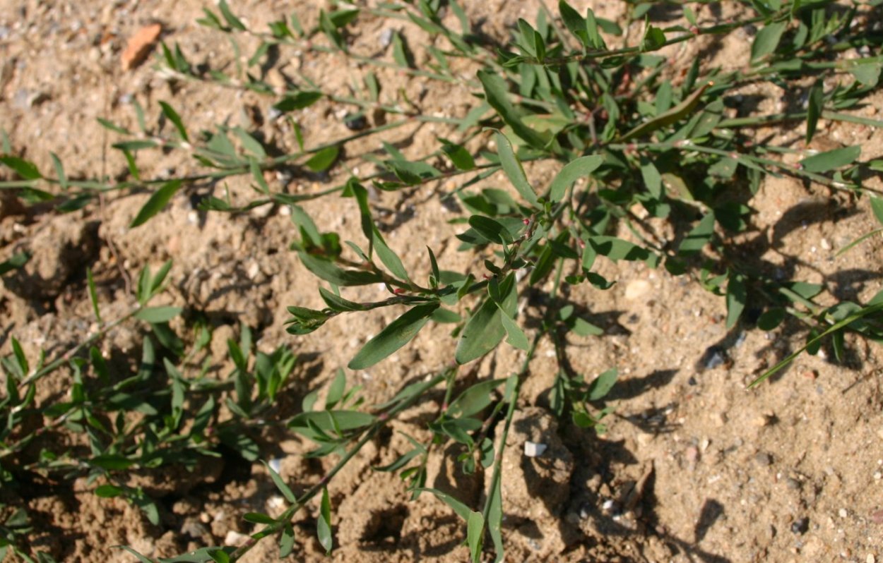 Polygonum aviculare l. – Горец птичий