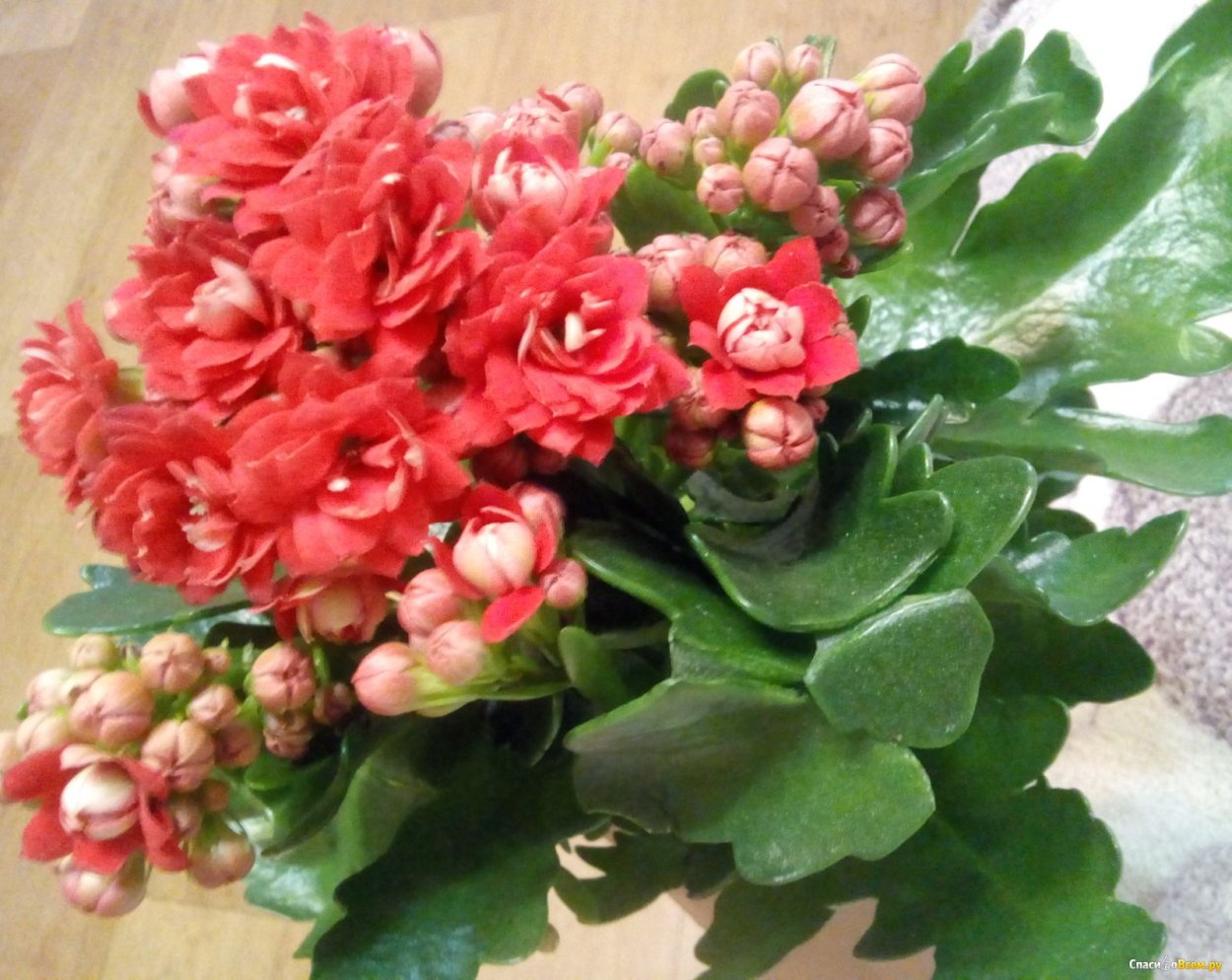 Kalanchoe thyrsiflora