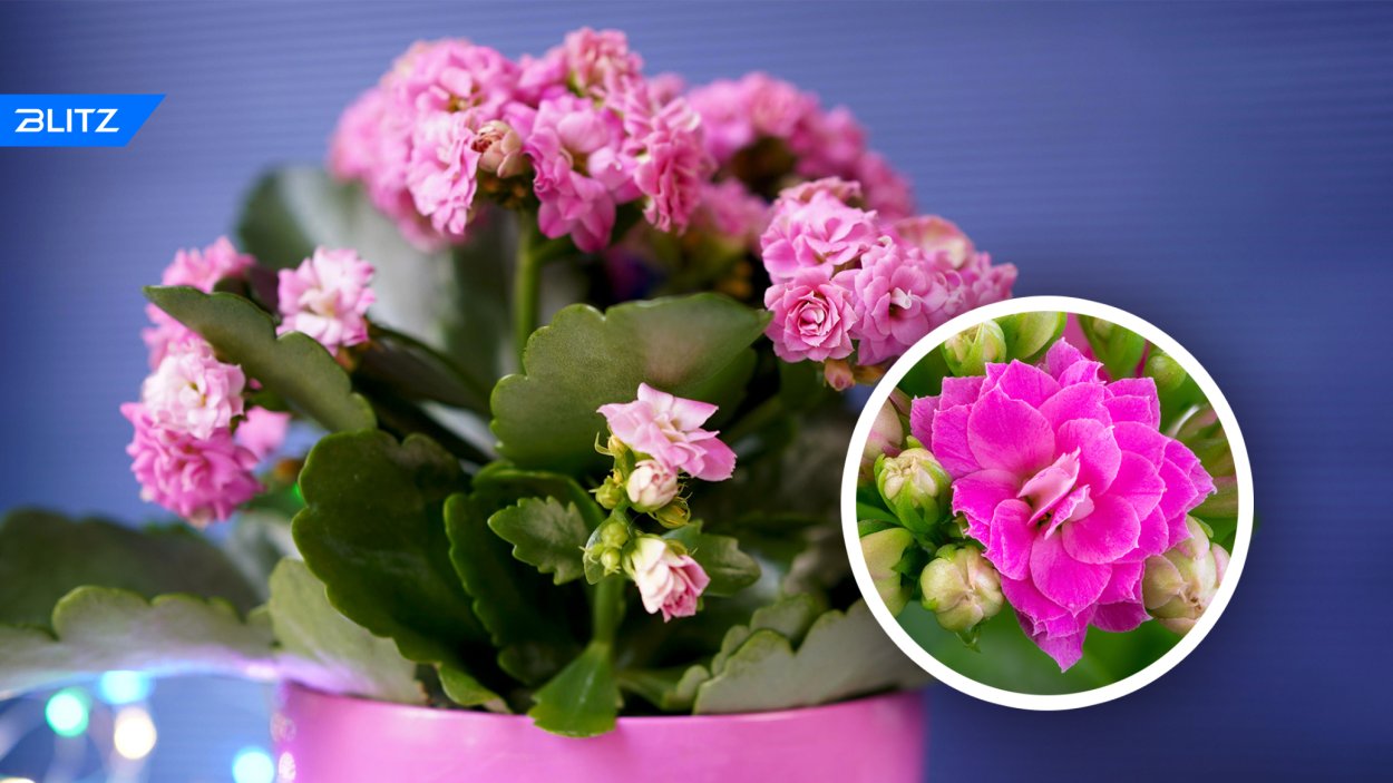 Каланхоэ Тирсифлора Флэпджек