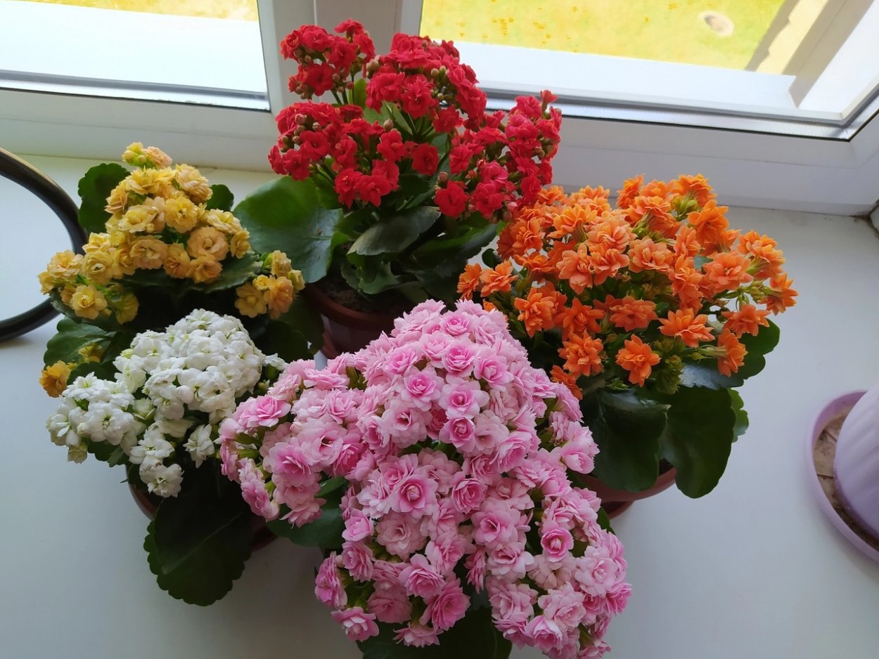 Каланхоэ обои на рабочий стол