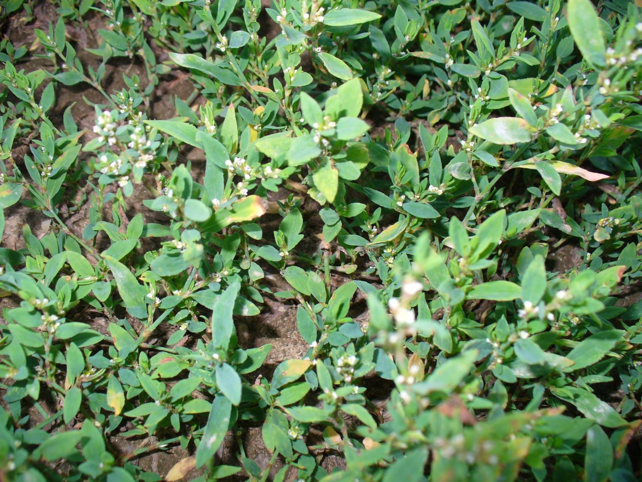 Спорыш обыкновенный, Горец птичий