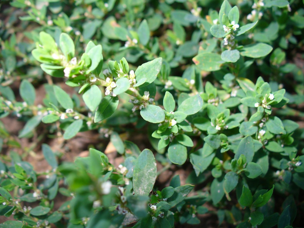 Спорыш (Горец птичий) трава