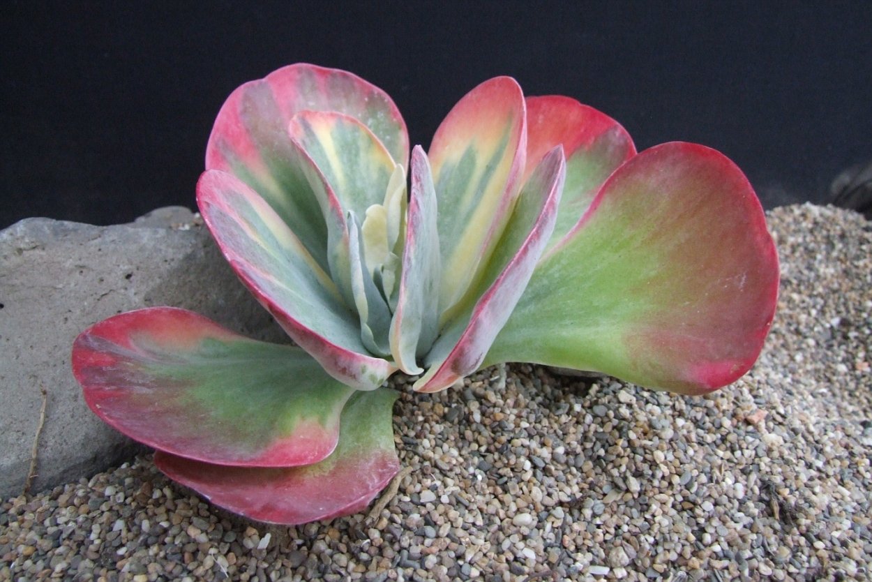 Каланхоэ sexangularis