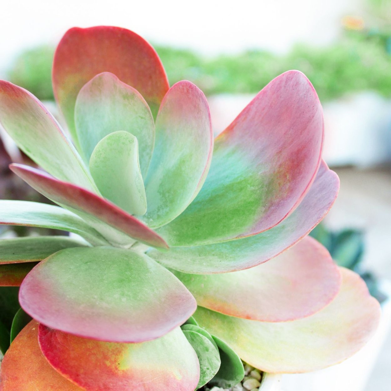 Каланхоэ Блоссфельда Kalanchoe blossfeldiana Poelln