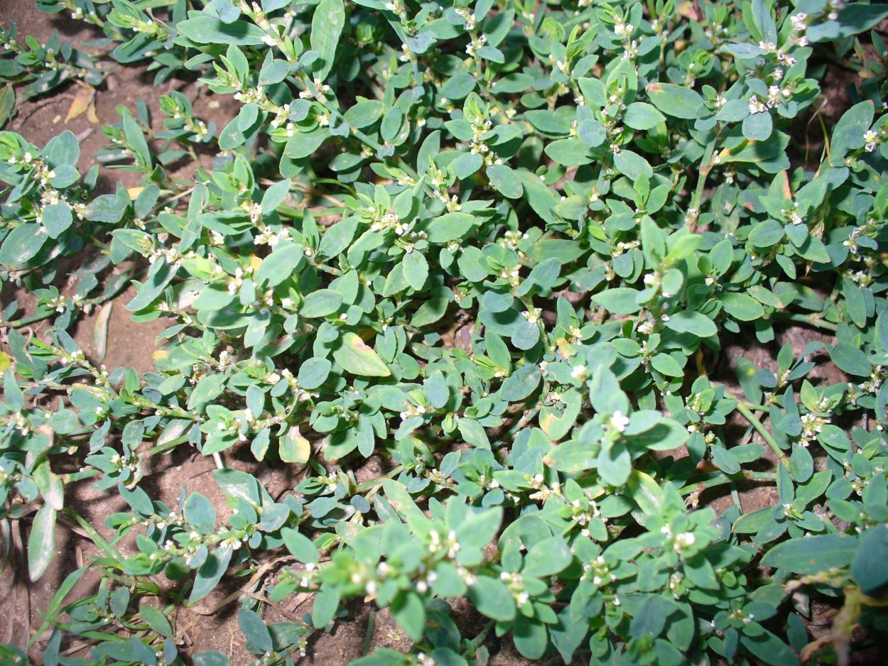 Птичья гречишка сорняк