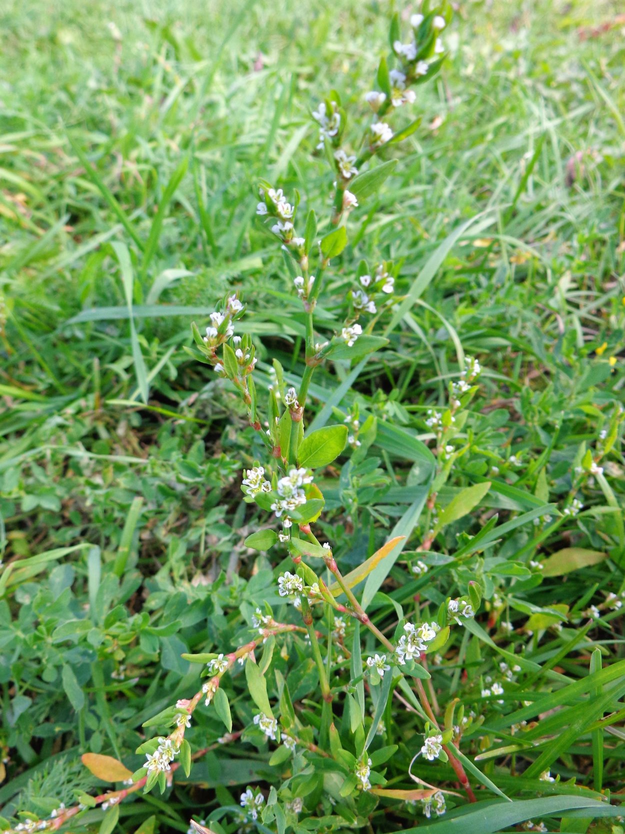 Polygonum aviculare l. – Горец птичий