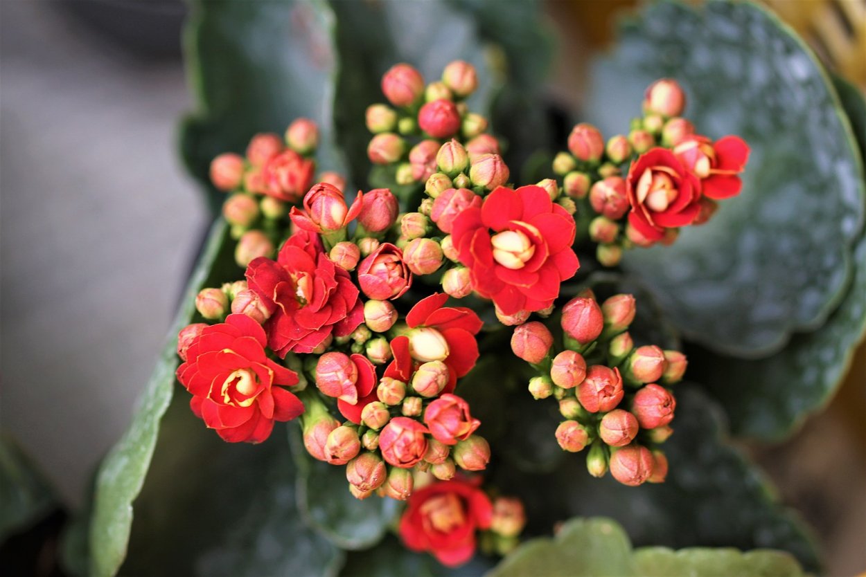 Kalanchoe thyrsiflora variegata