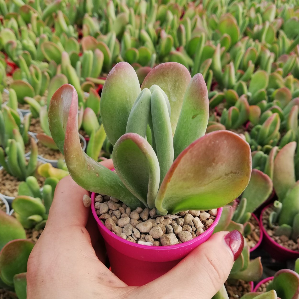 Каланхоэ Федченко (Kalanchoe fedtschenkoi)