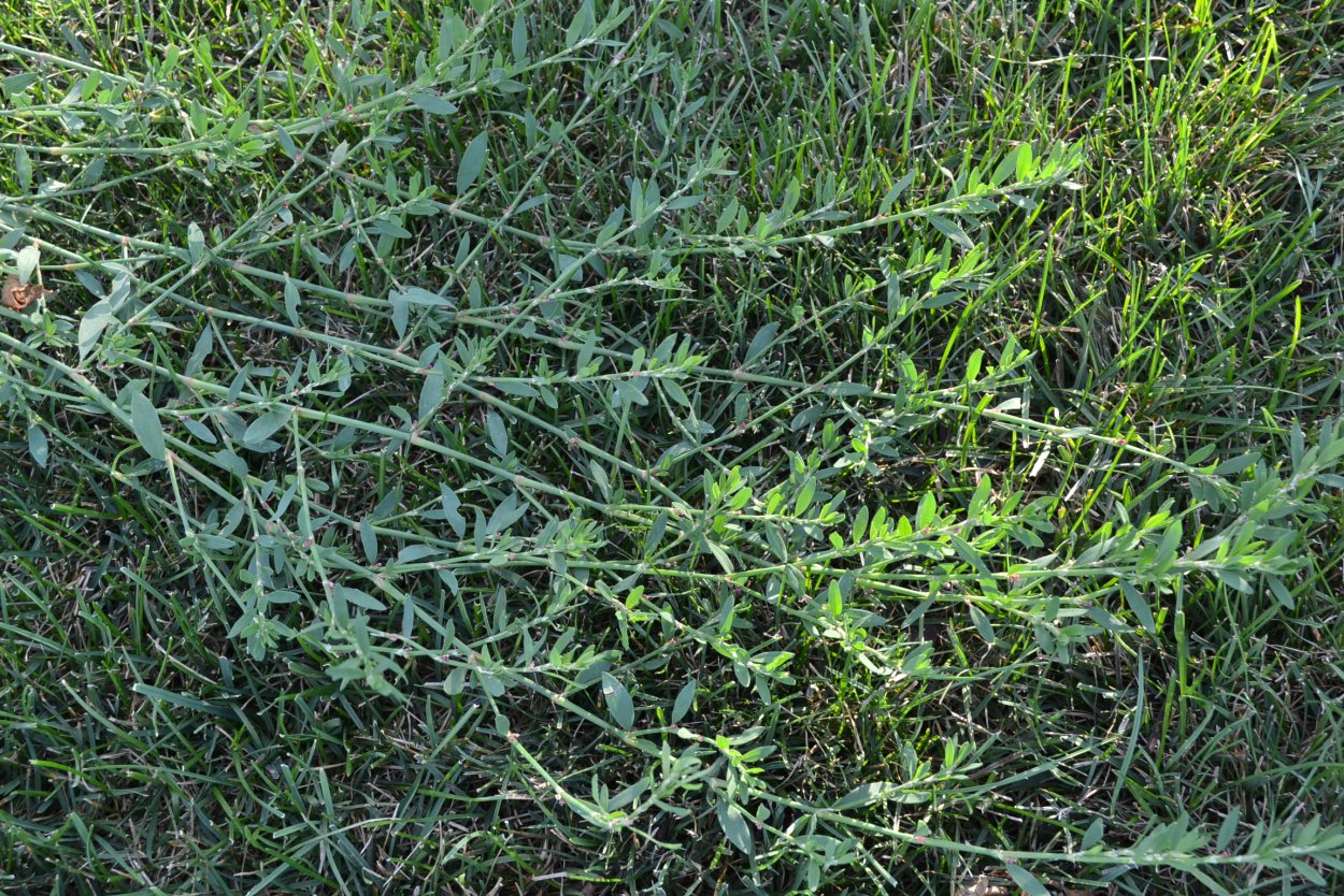 Фитофарм трава горца птичьего (спорыша) 50 г