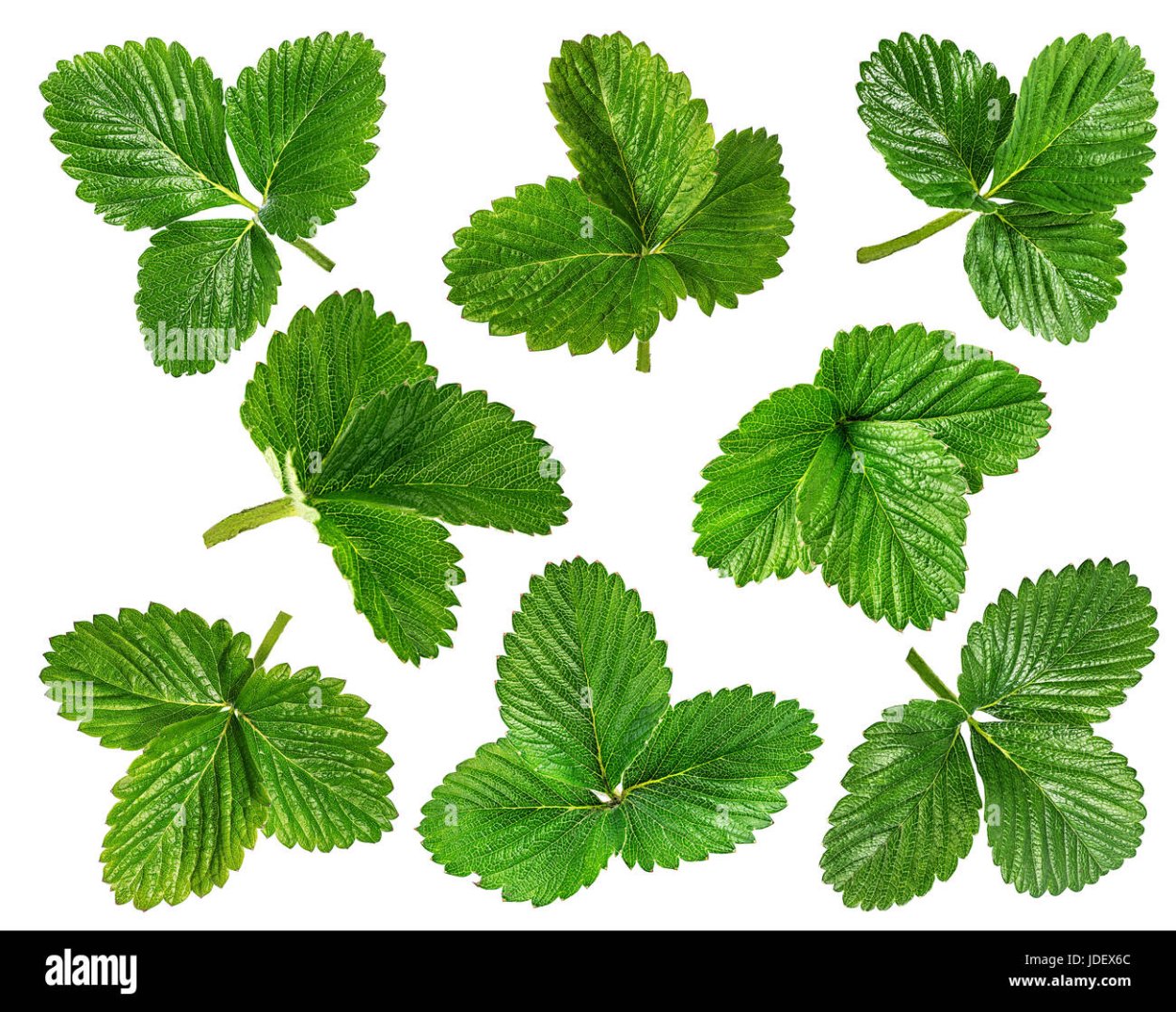 Листья клубники