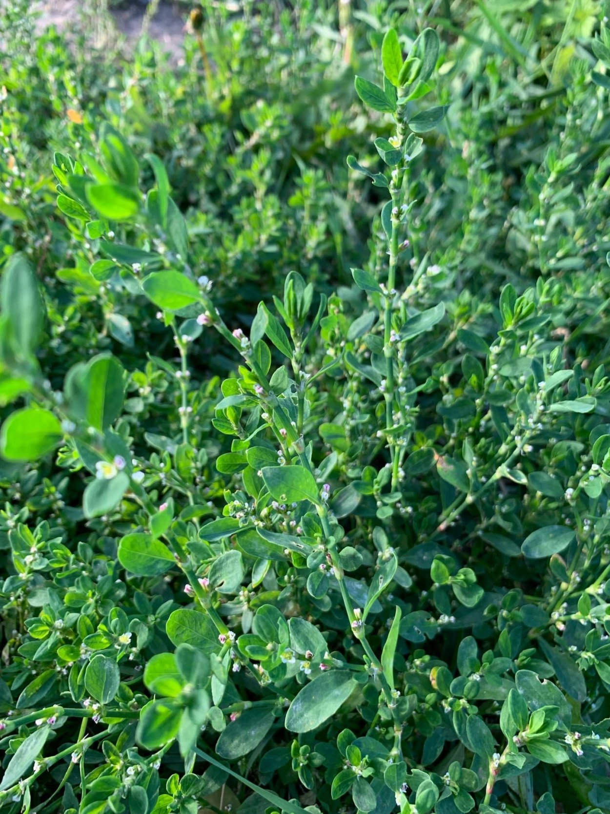 Горец птичий спорыш