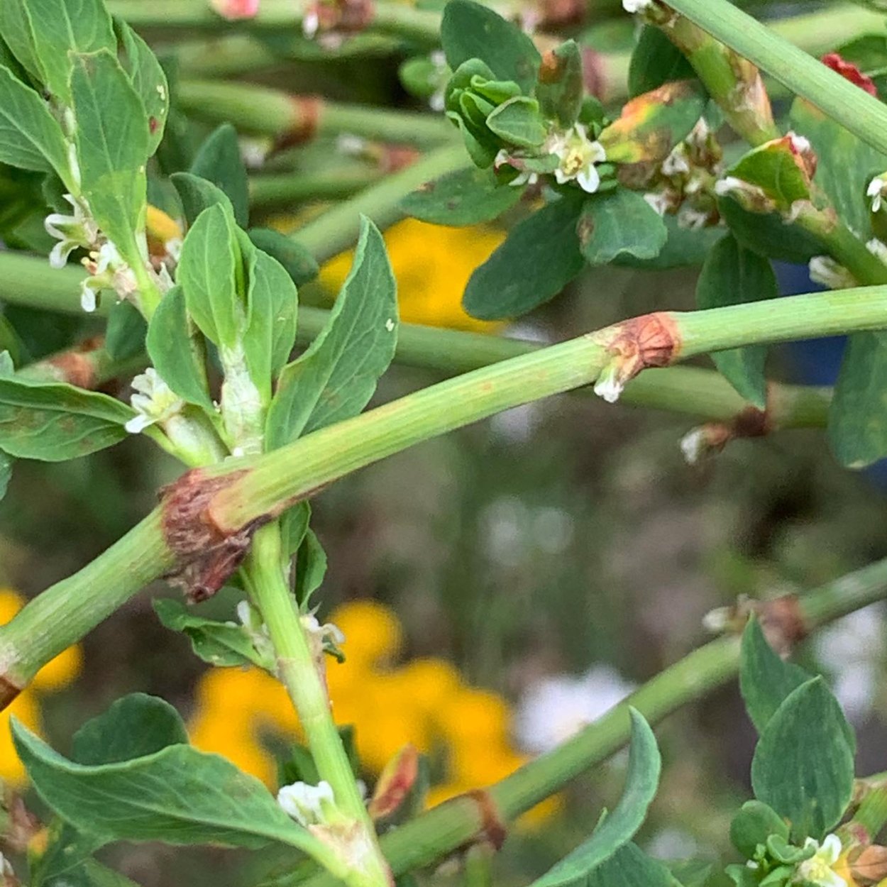 Спорыш трава