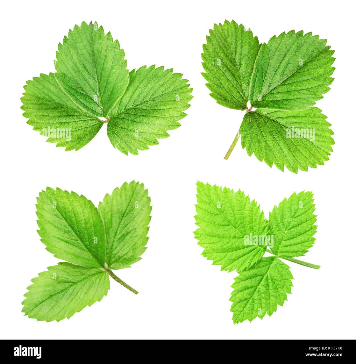 Листья клубники на белом фоне