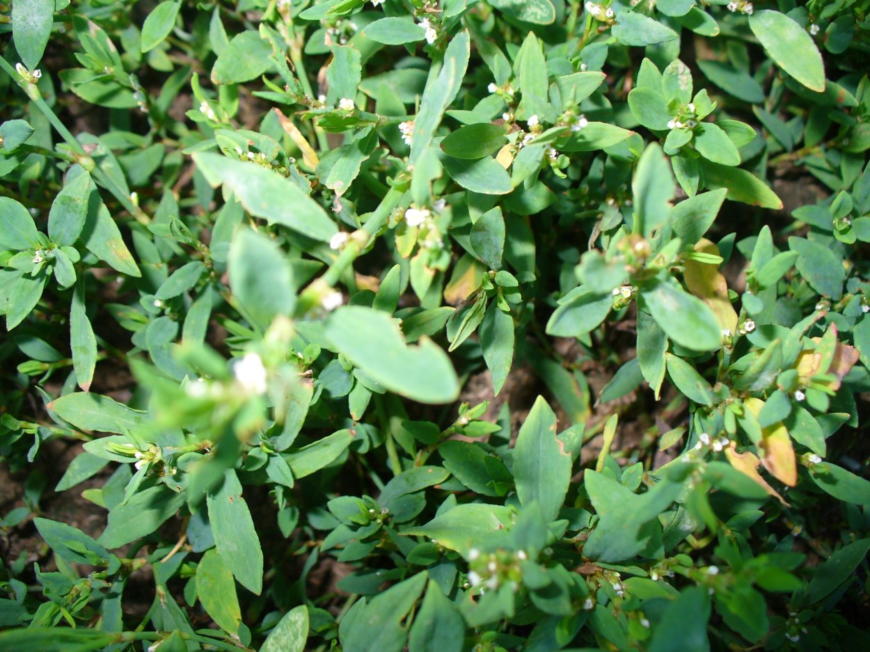 Горец птичий спорыш трава 50г