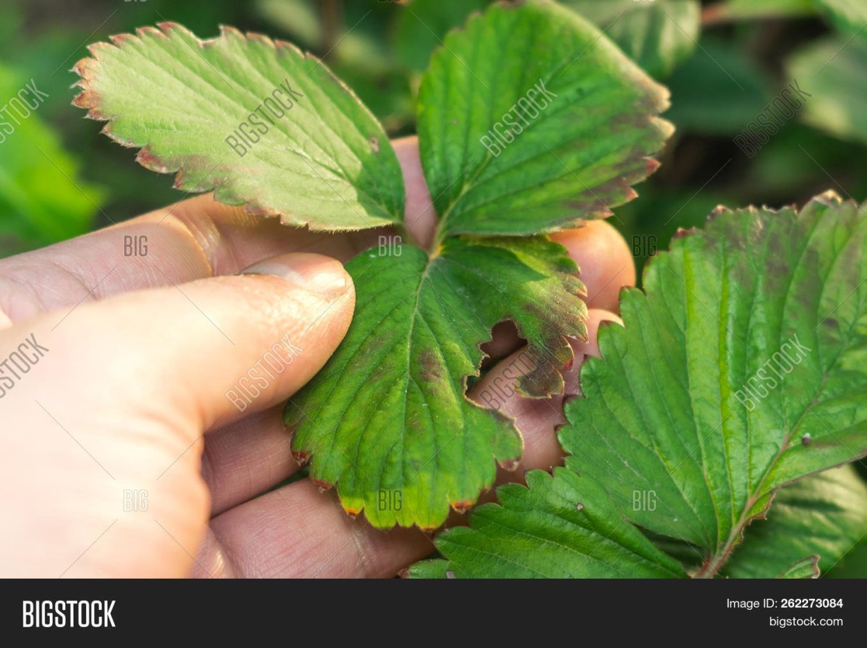 У клубники края листьев фиолетовые