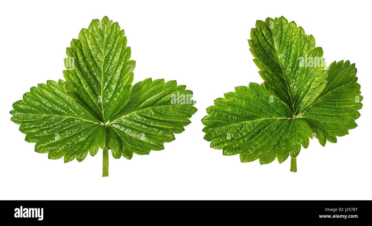 Листики земляники на удачу