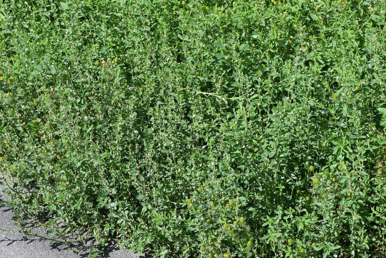 Газонная трава гусиная лапчатка