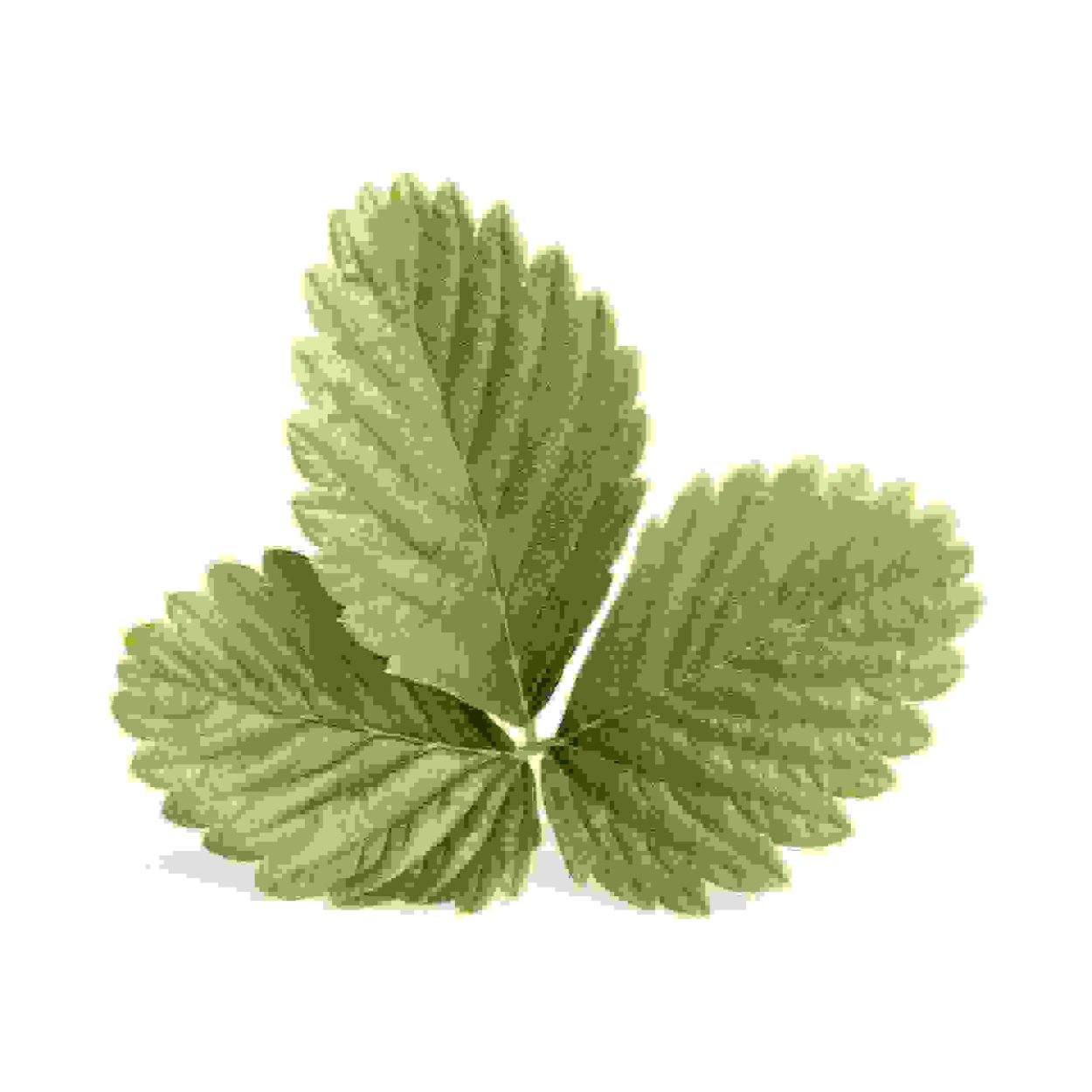 Земляника листья