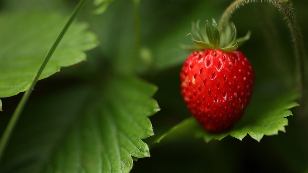 Клубничный лист