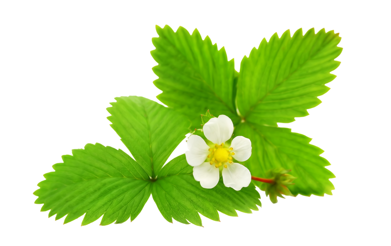 Листья клубники референс