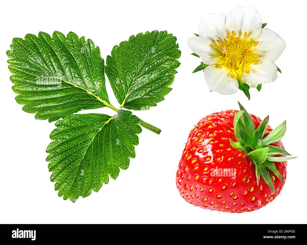 Клубника Макросъёмка