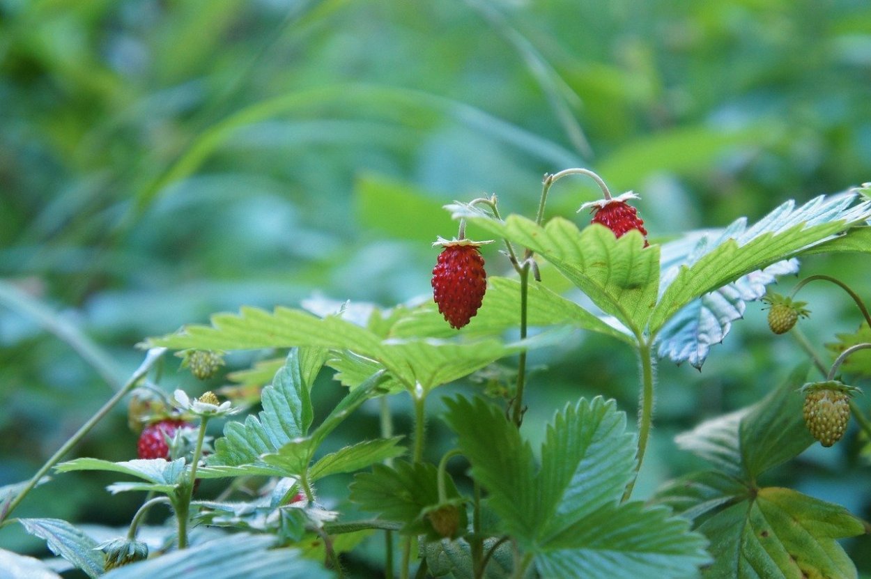 Лист земляники на белом фоне