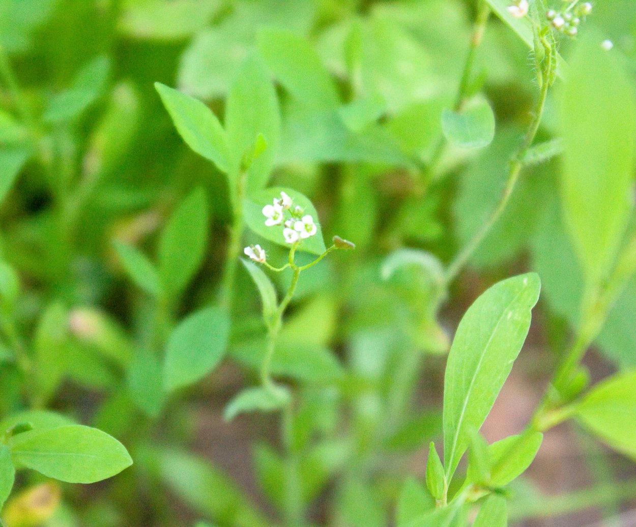 Спорыш полевой