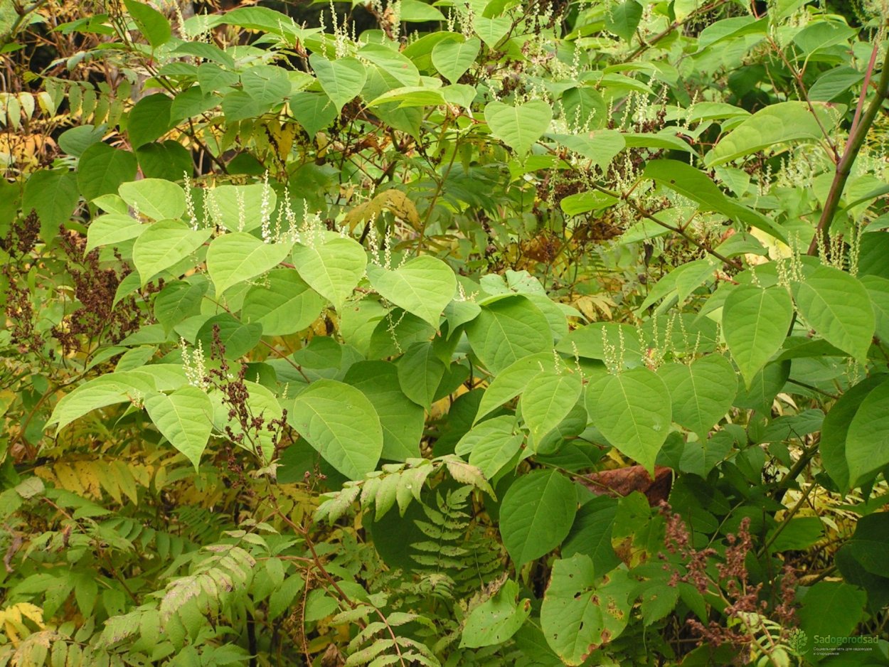 Гречиха Сахалинская (Горец Сахалинский)