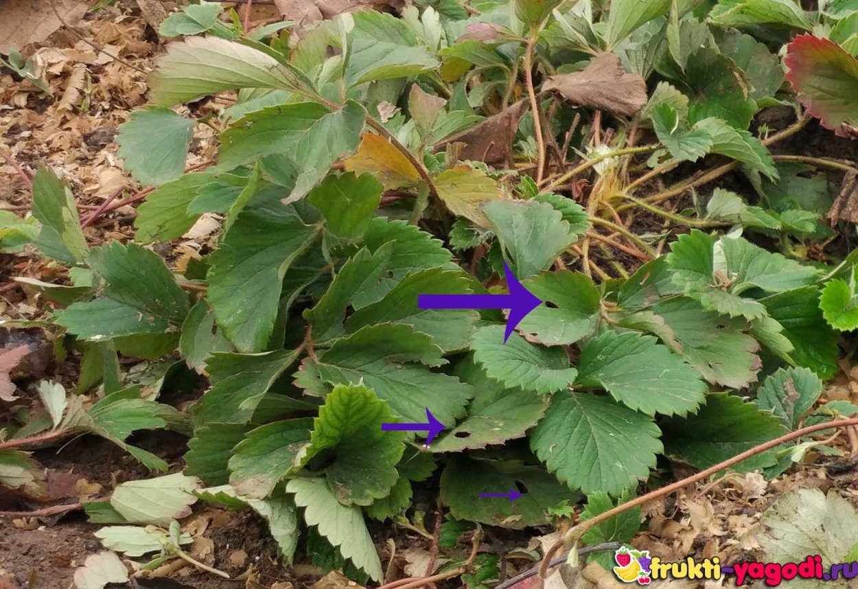 Веточка земляники