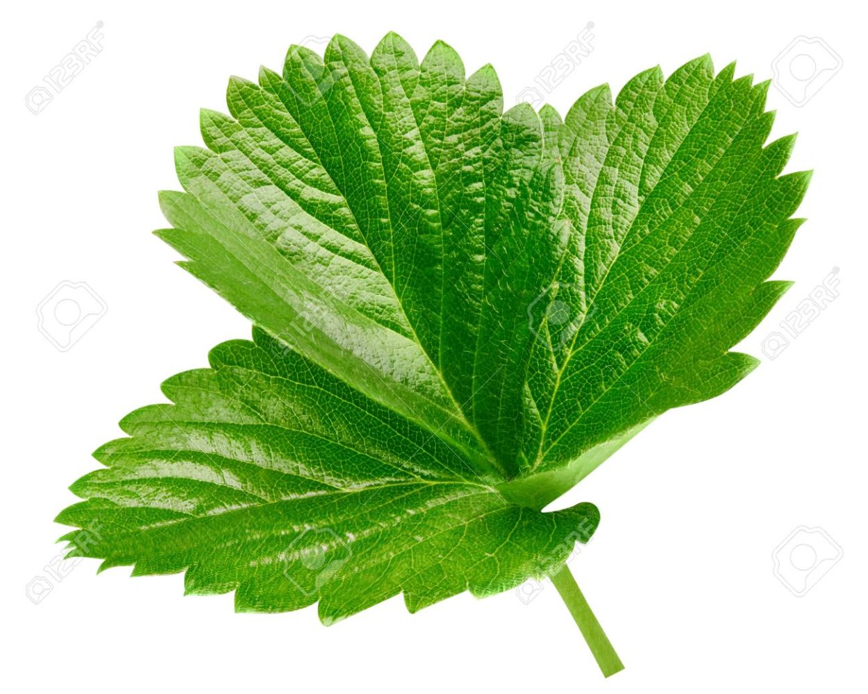 Клубника с листочками на белом фоне