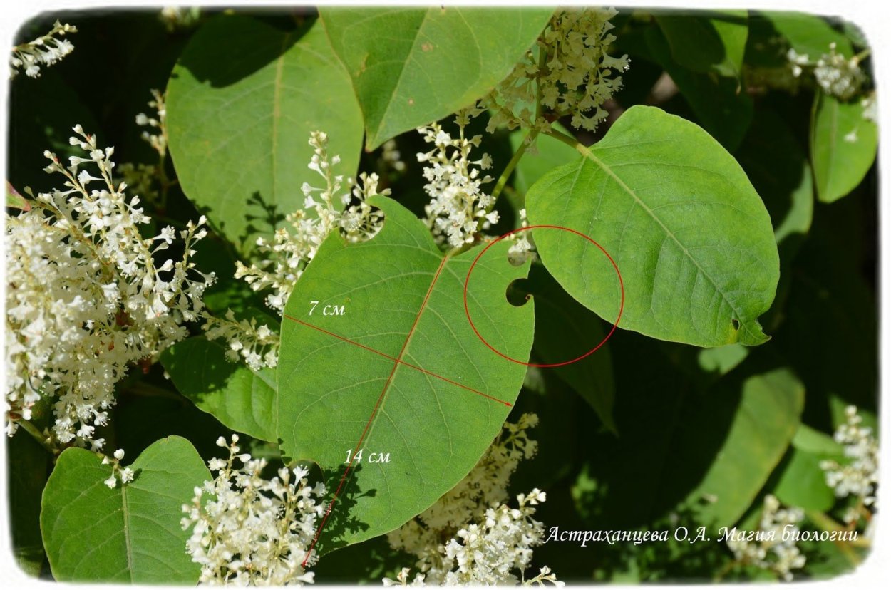 Горец Сахалинский листья для чая