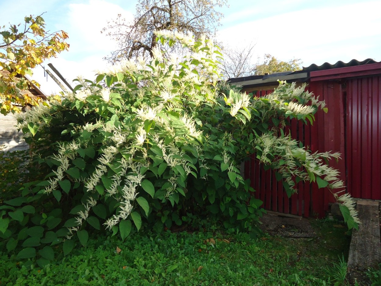 Рейнутрия Горец Сахалинский