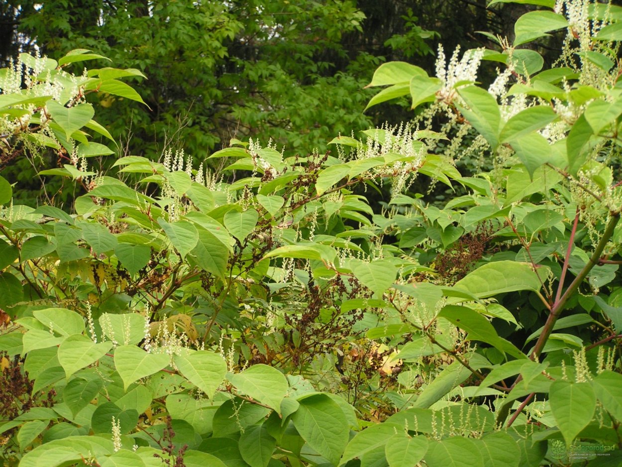 Гречиха Сахалинская (Горец Сахалинский)
