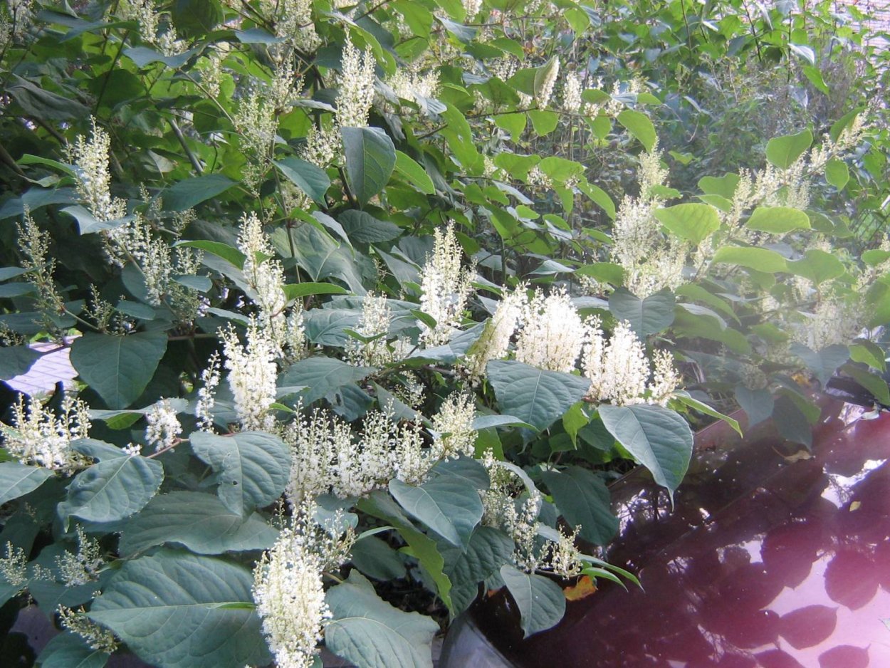 Горец Сахалинская гречиха