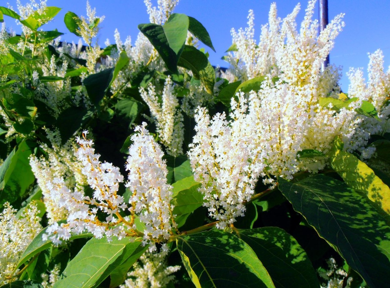 Рейнутрия Сахалинская гречиха