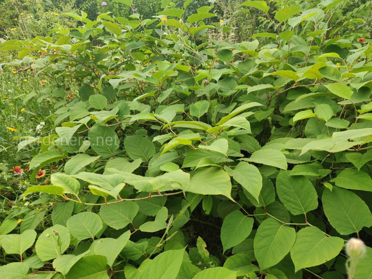 Сахалинская гречиха, Рейнутрия японская,