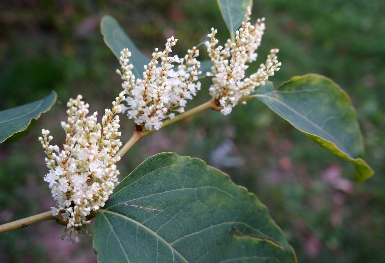 Рейнутрия японская