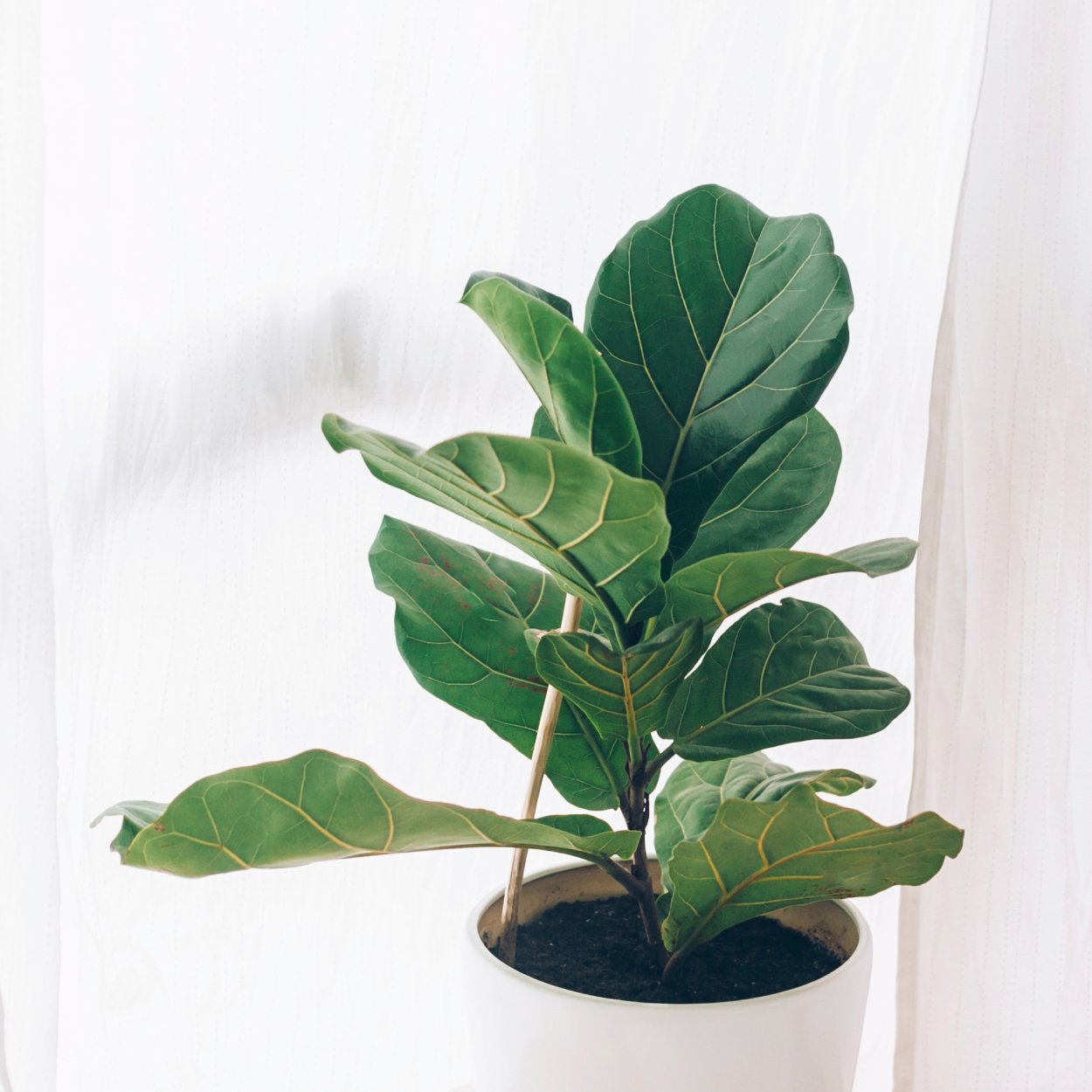 Fiddle Leaf Fig растение