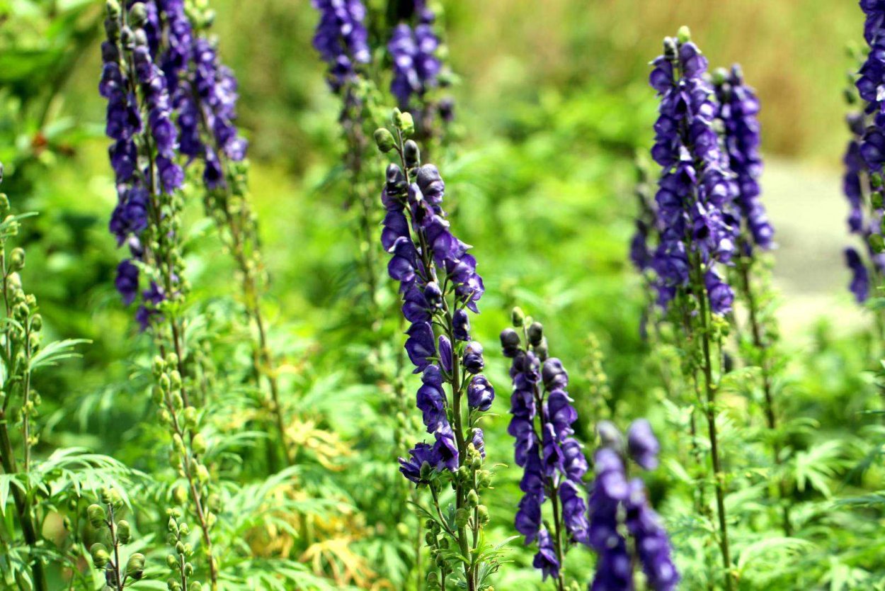 Аконит клобучковый