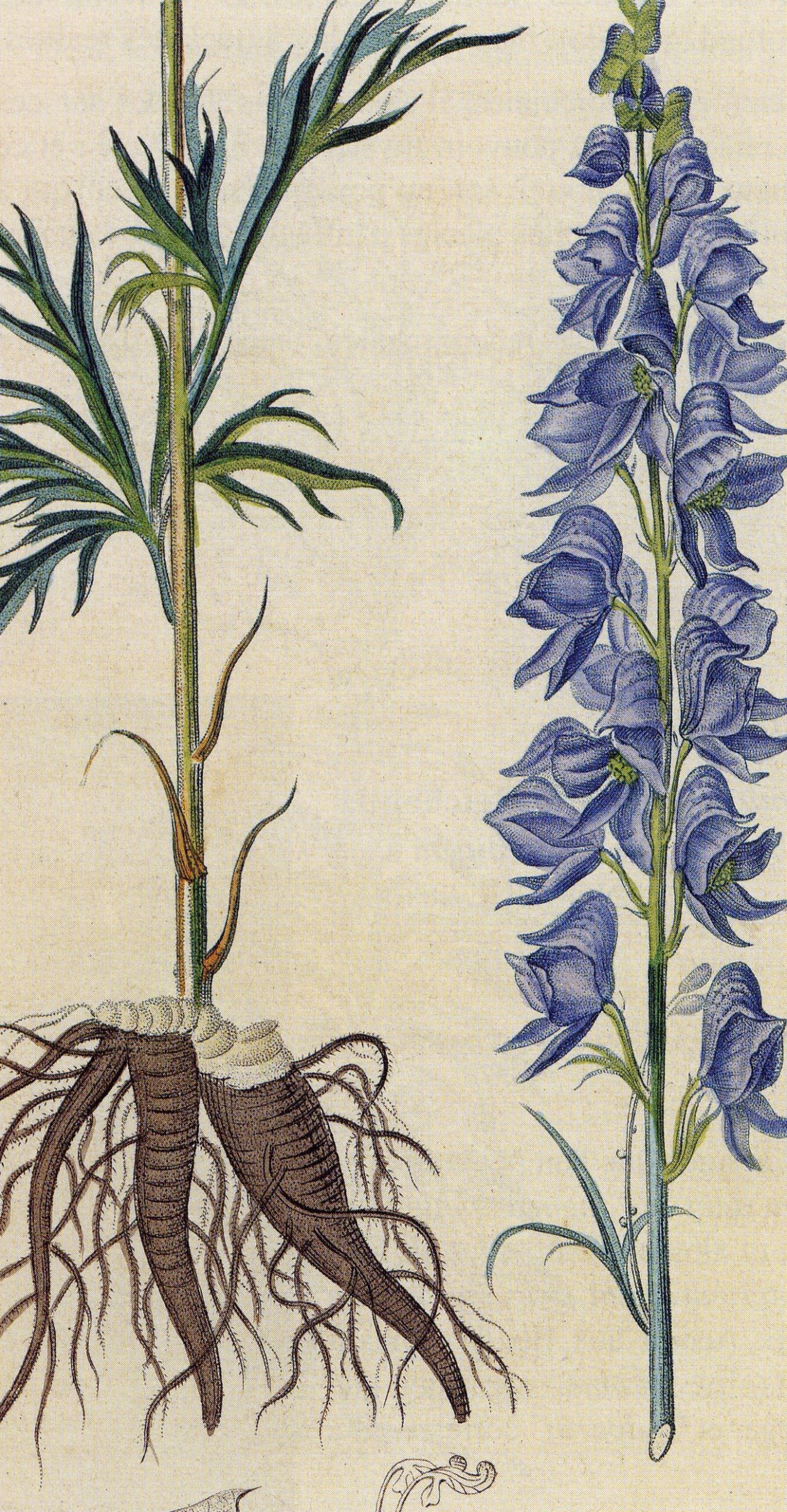 Аконит/борец клобучковый