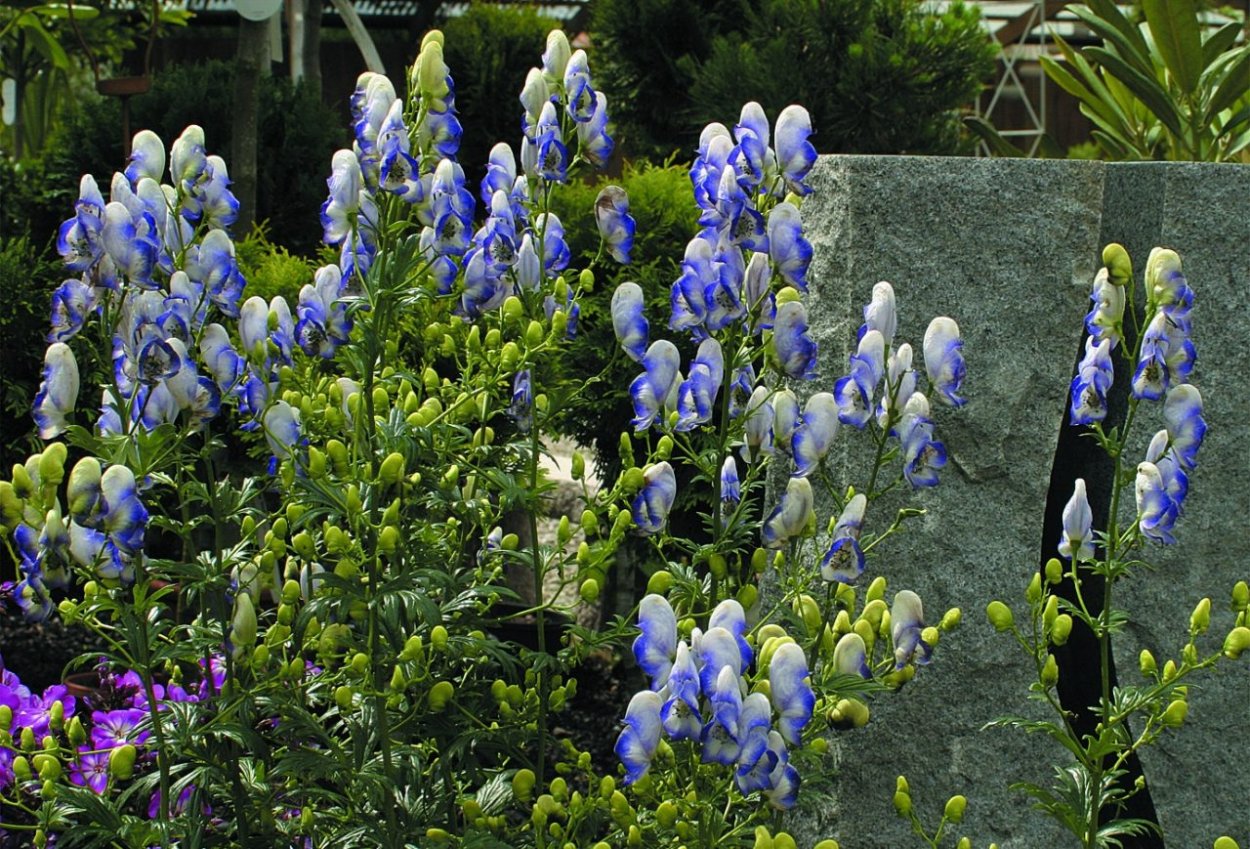 Аконит Ведьмин цветок