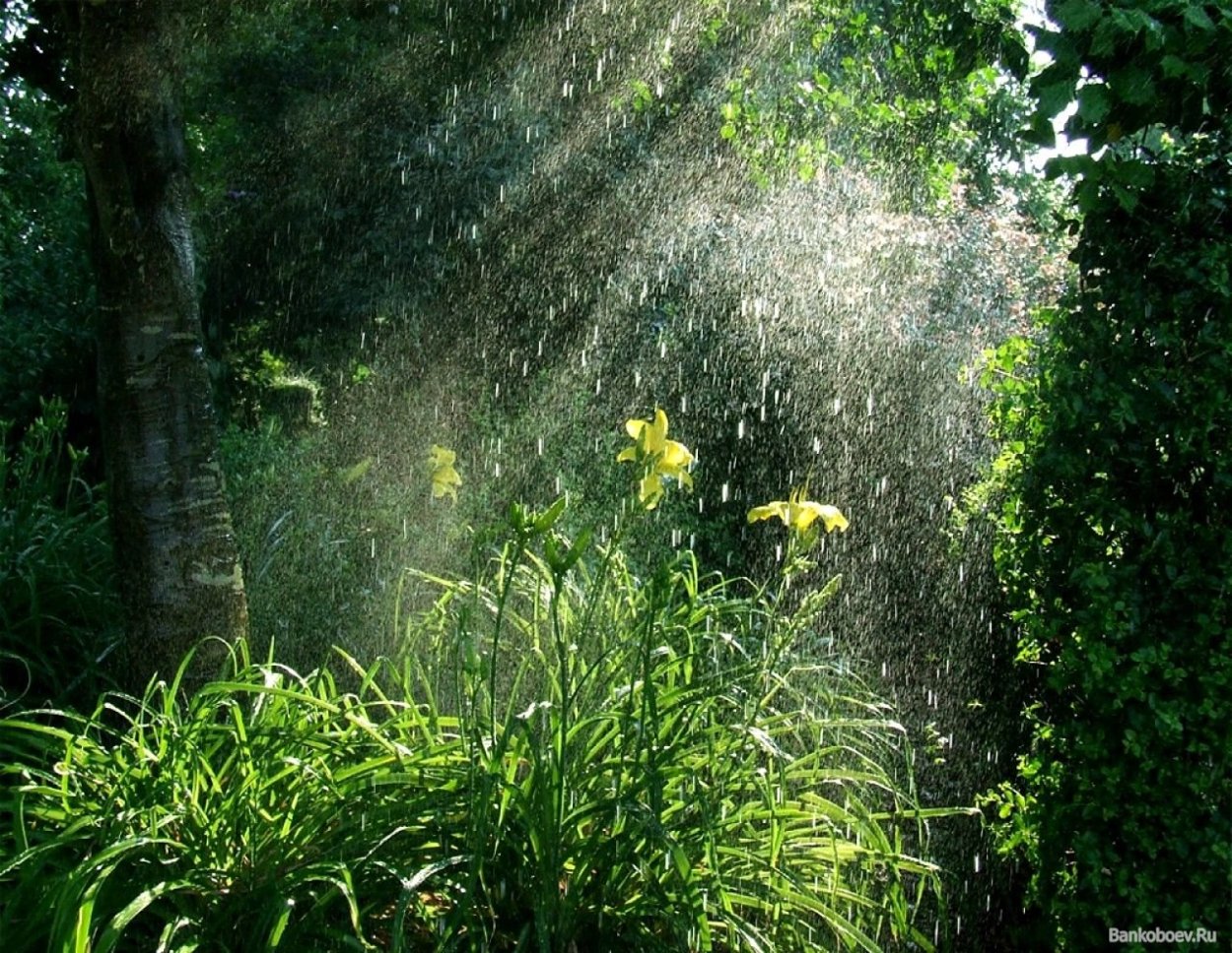 Дождик в лесу