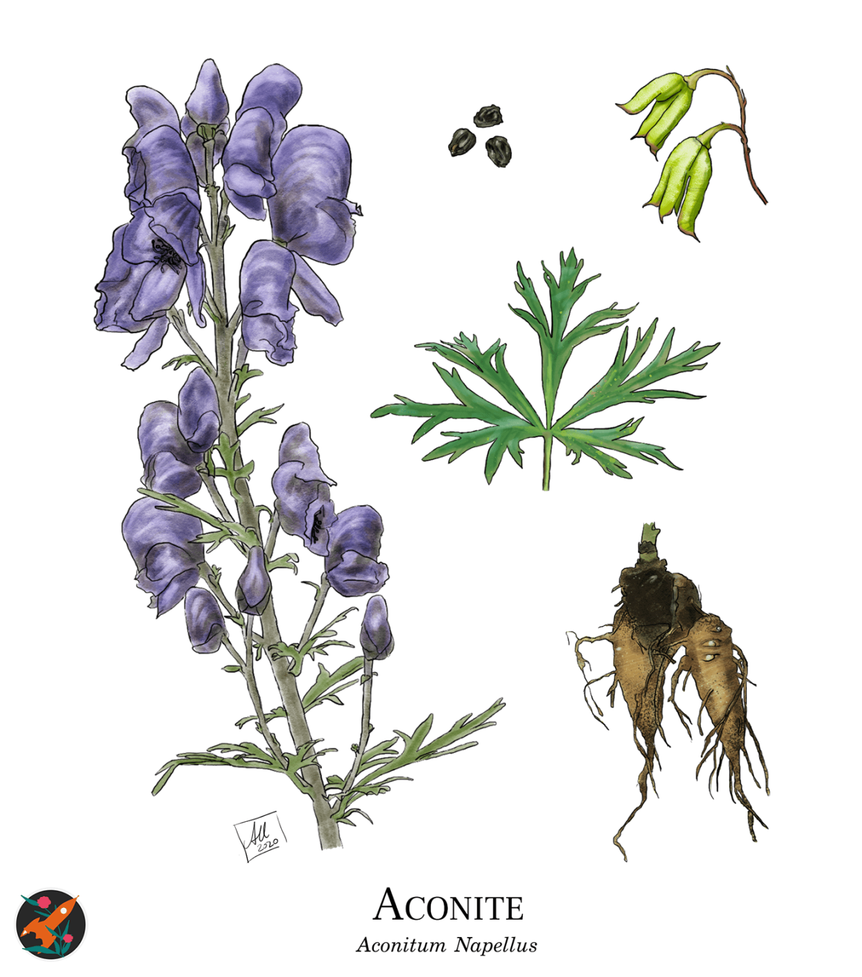 Волчий Аконит цветок