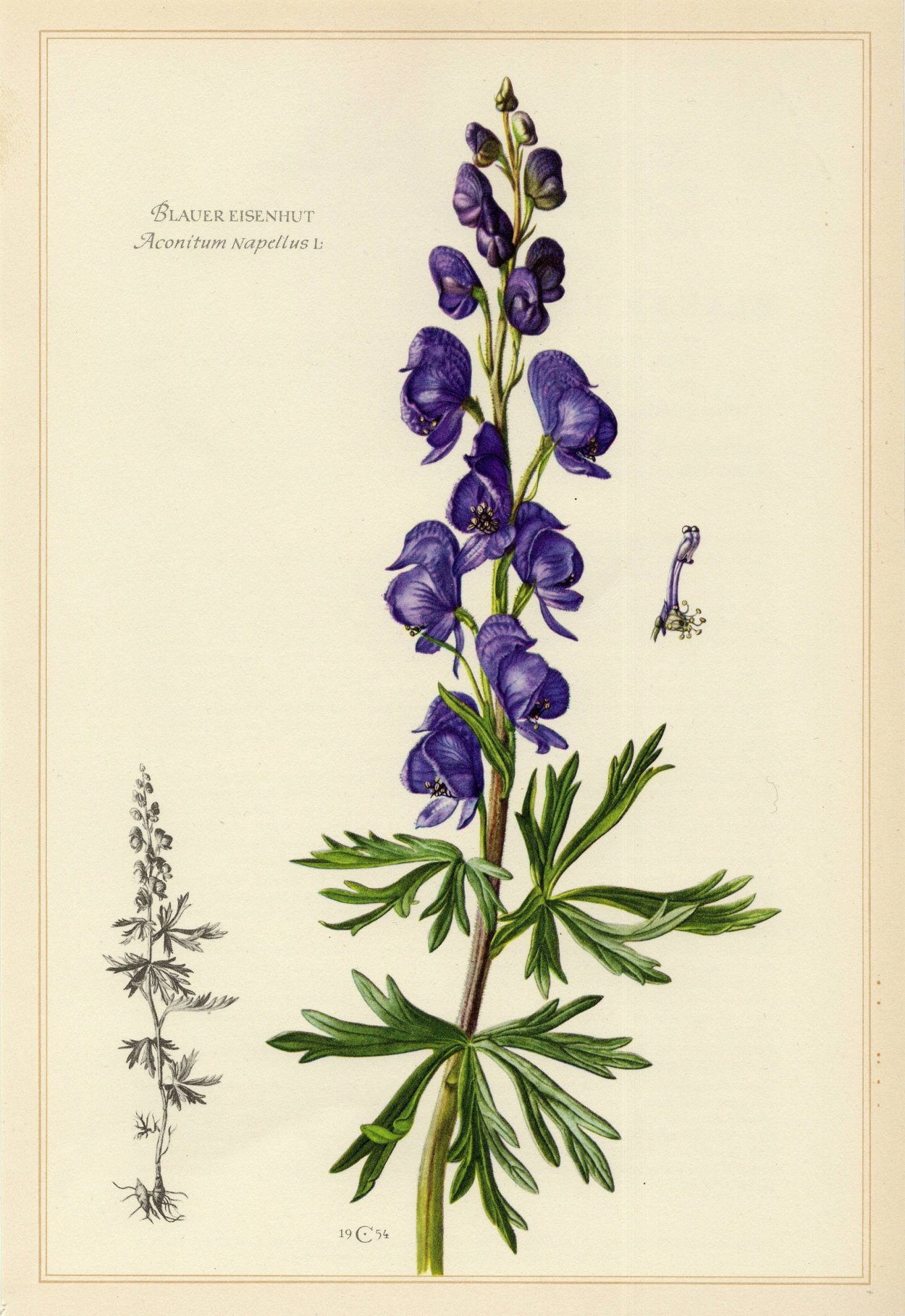 Аконит Ботаническая иллюстрация