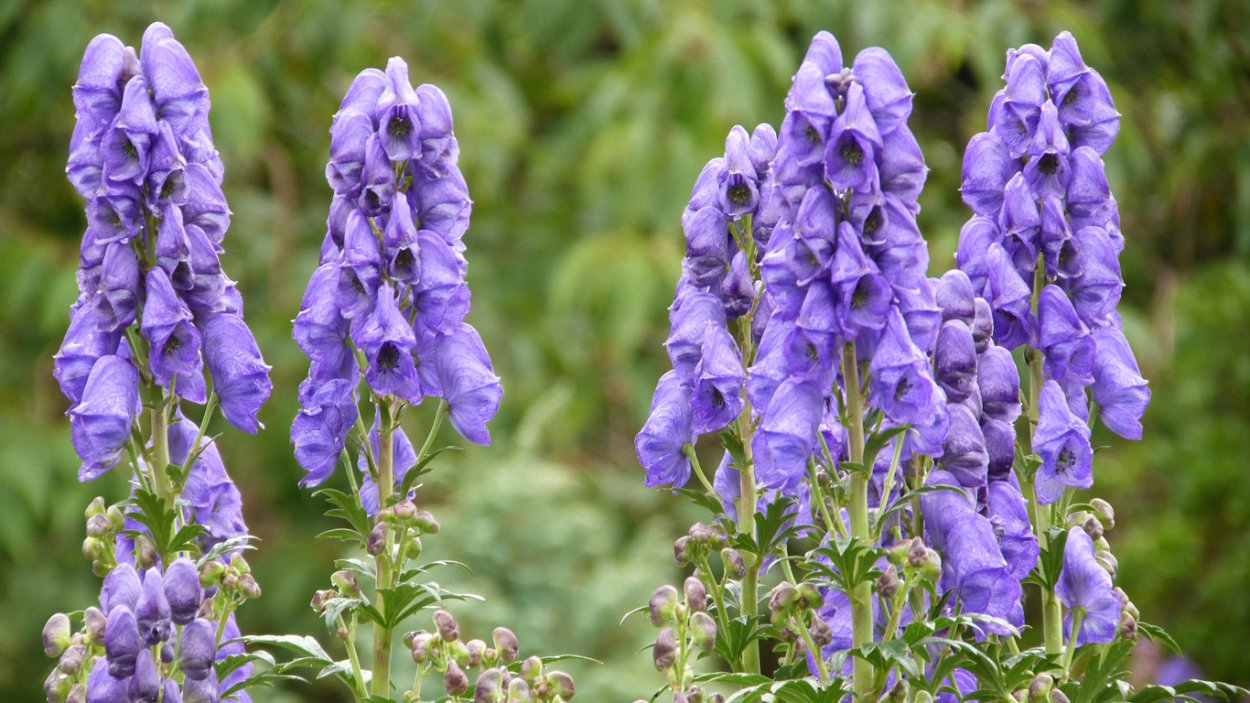 Аконит клобучковый