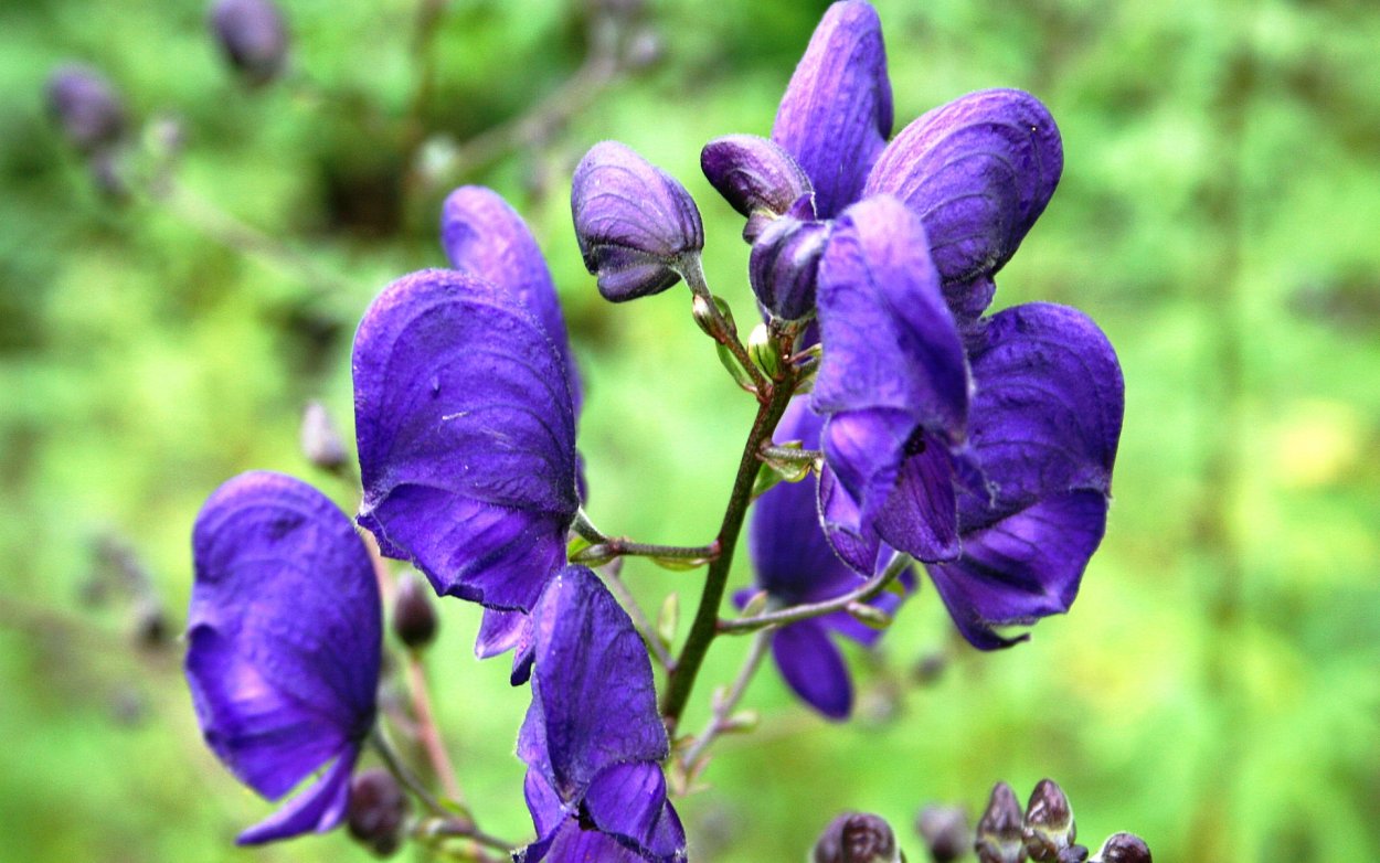 Аконит белоустый