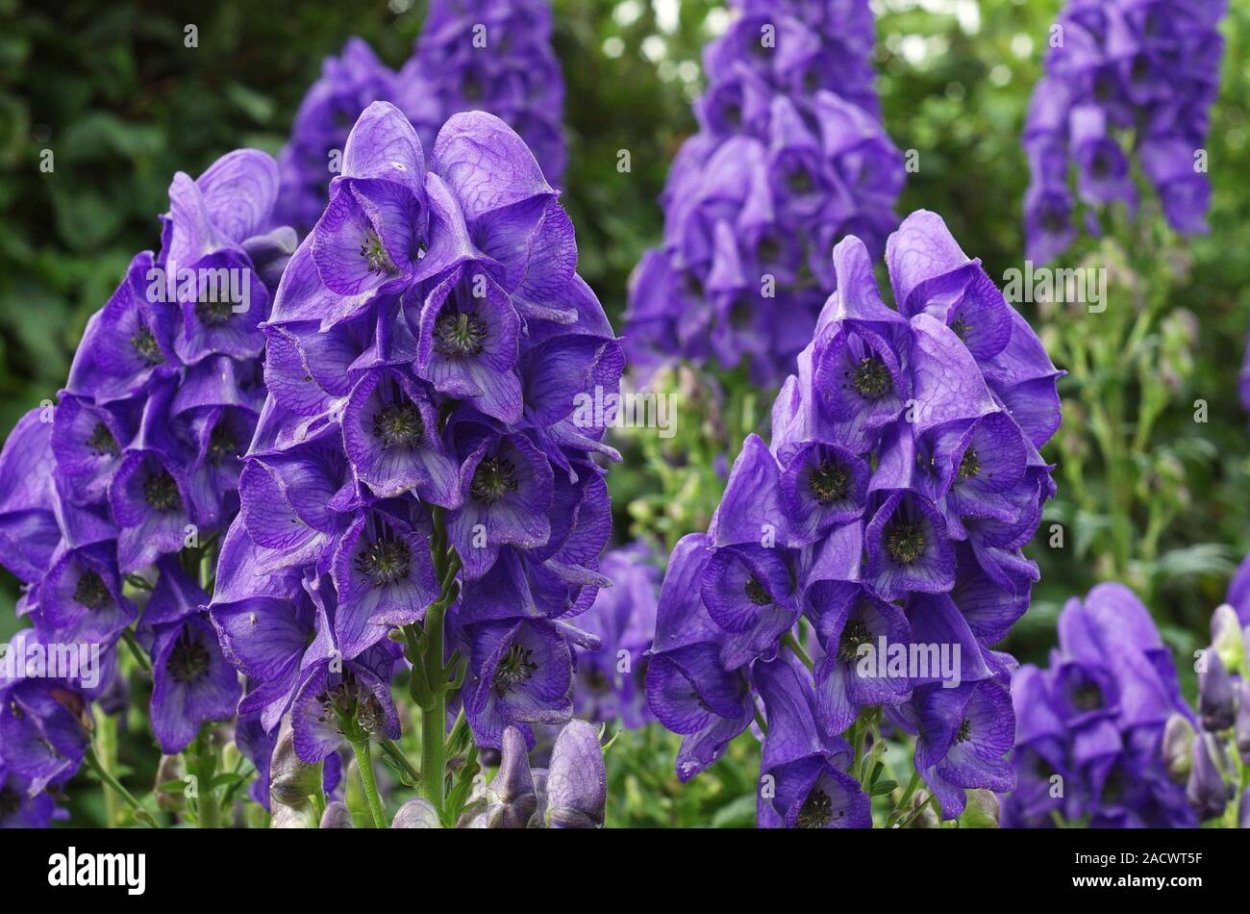 Аконит Фишера