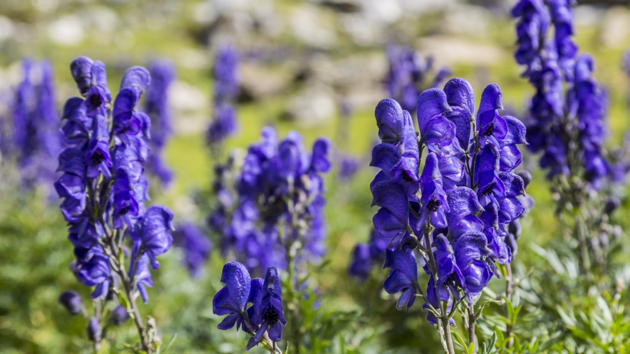 Аконит клобучковый